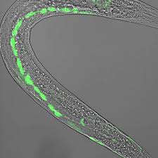 Attēlu rezultāti vaicājumam “Comatricha elegans var. microspora”