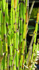Attēlu rezultāti vaicājumam “Equisetum hyemale”