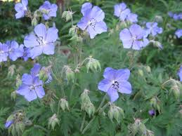 Image result for Geranium pratense