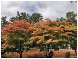 Attēlu rezultāti vaicājumam “Acer pseudoplatanus fo. purpurascens leaf”
