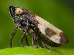 Attēlu rezultāti vaicājumam “Philaenus spumarius nymph”