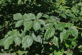 Attēlu rezultāti vaicājumam “Rubus nessensis”