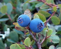 Attēlu rezultāti vaicājumam “Vaccinium uliginosum fruit”