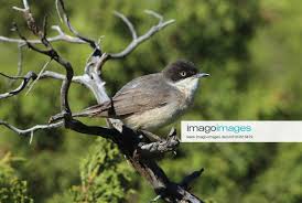 Image result for Sylvia hortensis