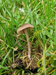 Attēlu rezultāti vaicājumam “Diderma subviridifuscum var. macrospora* young”