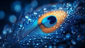 Image result for free wallpaper