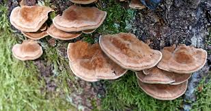 Attēlu rezultāti vaicājumam “Inonotus leporinus”