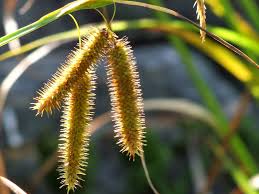 Attēlu rezultāti vaicājumam “Carex pseudocyperus female flower”