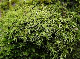 Attēlu rezultāti vaicājumam “Oxystegus tenuirostris”