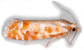 Attēlu rezultāti vaicājumam “Rhyacionia pinicolana”