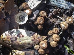 Attēlu rezultāti vaicājumam “Cyathus striatus”