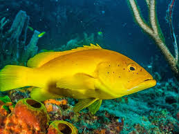 Image result for Cephalopholis fulva