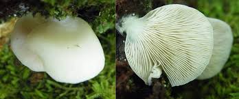 Attēlu rezultāti vaicājumam “Crepidotus applanatus”