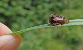 Attēlu rezultāti vaicājumam “Centrotus cornutus”