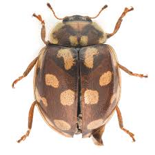 Attēlu rezultāti vaicājumam “Myrrha octodecimguttata”