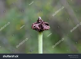 Attēlu rezultāti vaicājumam “Microbotryum tragopogonis - pratensis”