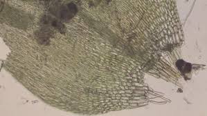 Attēlu rezultāti vaicājumam “Drepanocladus polygamus”