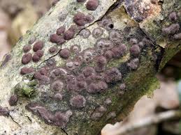 Attēlu rezultāti vaicājumam “Hypoxylon fuscum”