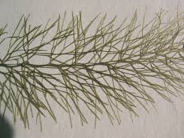 Attēlu rezultāti vaicājumam “Utricularia intermedia”