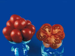 Afbeeldingsresultaat voor voyage tomato