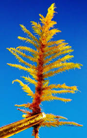 Attēlu rezultāti vaicājumam “Cratoneuron filicinum”