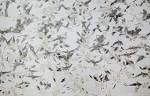 Arthur Morris/BIRDS AS ART