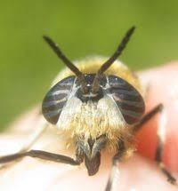 Attēlu rezultāti vaicājumam “Heptatoma pellucens”