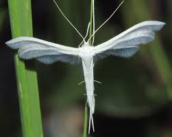 Attēlu rezultāti vaicājumam “Pterophorus pentadactyla”