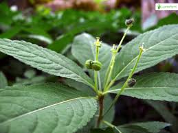 Attēlu rezultāti vaicājumam “Mercurialis perennis bud”