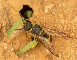 Attēlu rezultāti vaicājumam “Ancistrocerus sp.”