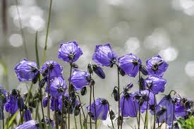 Image result for Glockenblumen