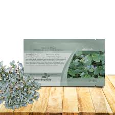 Attēlu rezultāti vaicājumam “Anthyllis maritima leaf”