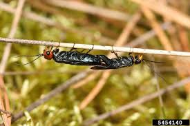 Attēlu rezultāti vaicājumam “Acantholyda erythrocephala”