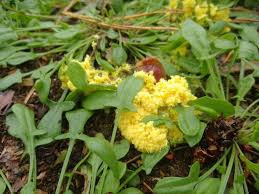 Attēlu rezultāti vaicājumam “Physaraceae”