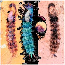 Attēlu rezultāti vaicājumam “Geocrypta galii larva”