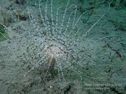 Image result for Anemonenarten