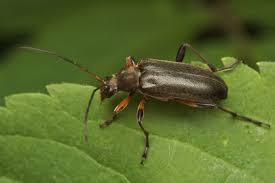 Attēlu rezultāti vaicājumam “Cortodera femorata”