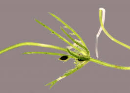 Attēlu rezultāti vaicājumam “Chara polyacantha”