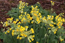 Attēlu rezultāti vaicājumam “Primula veris fruit”