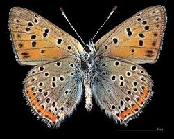 Attēlu rezultāti vaicājumam “Lycaena alciphron”