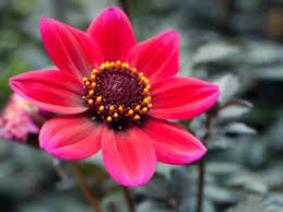 Image result for Dahlia `Red Skin`