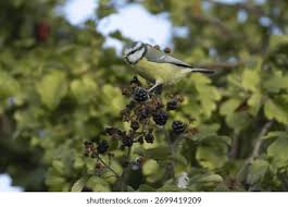Attēlu rezultāti vaicājumam “Cyanistes caeruleus adult”