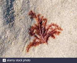 Attēlu rezultāti vaicājumam “Rhodophyta”