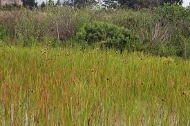 Attēlu rezultāti vaicājumam “Bolboschoenus maritimus”