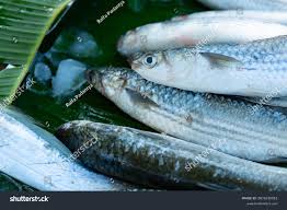 Image result for Crenimugil seheli