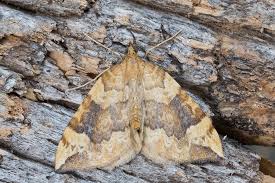 Attēlu rezultāti vaicājumam “Eulithis populata”