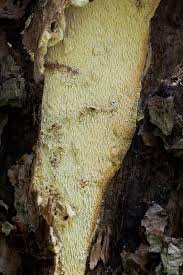 Attēlu rezultāti vaicājumam “Sarcodontia crocea”