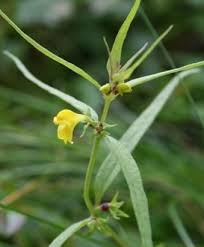 Attēlu rezultāti vaicājumam “Melampyrum pratense bud”