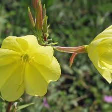 Image result for Nachtkerze