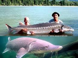 Image result for Acipenser transmontanus